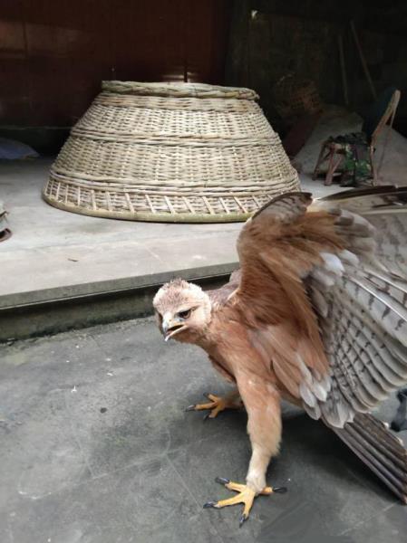 图片1
