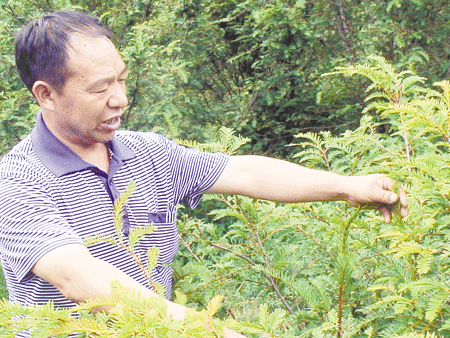 十年种植红豆杉百余亩——记"科技致富带头人"李林昌