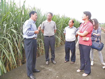 国家糖料基地建设规划调研组来我州调研