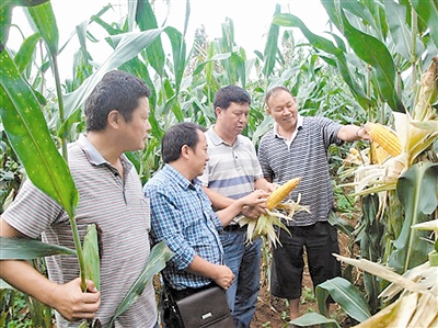 2014年夏玉米高产创建项目获丰收