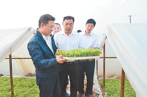 狠抓落实--持续稳定推进烟叶