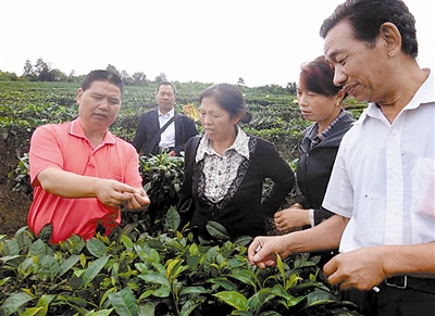 梁河第二批老茶园改造有序推进