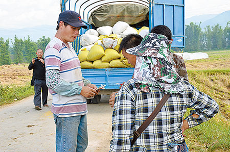 80万元项目资金带来8万亩优质水稻丰收