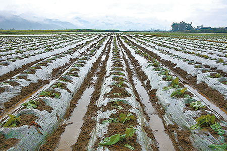 德宏各地突降冰雹 农作物受灾严重