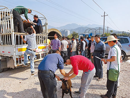 118只种羊安家德宏 喜过羊年