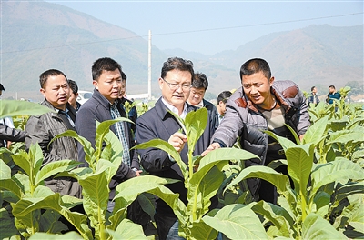 加强中耕管理 确保种植效益稳步提升