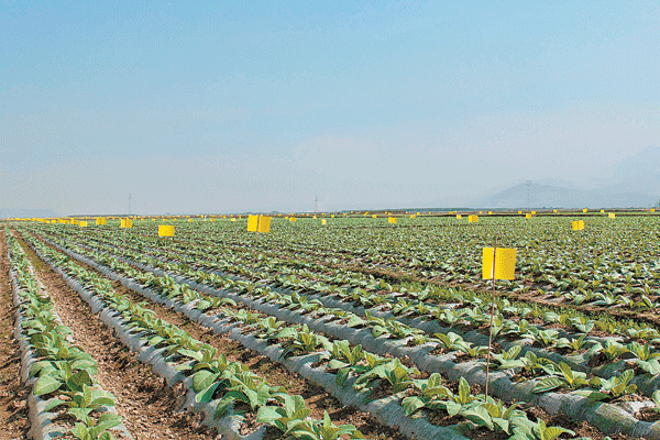 德宏今年种植津巴布韦特色烟