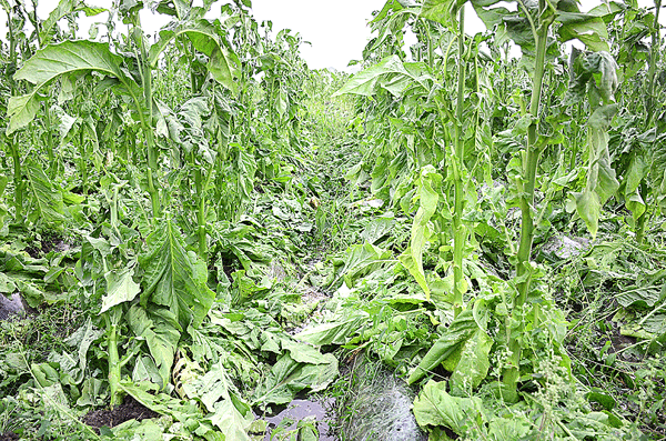 德宏州遭受冰雹袭击烟叶受灾