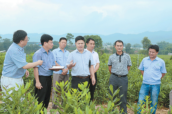 越南考察组考察我州澳洲坚果