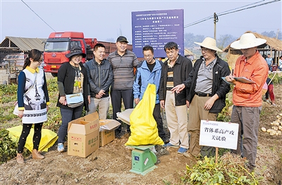 我州冬马铃薯高产攻关试验取得新突破