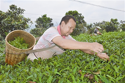 千亩茶园绕村寨 山间水畔采茶忙