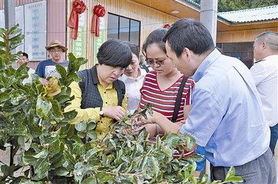 盈江口岸首次实现种苗进口