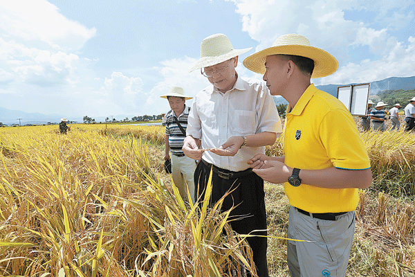德宏州召开水稻机械化精量穴