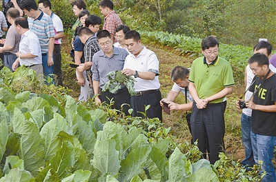 到2020年建成盈江万亩夏秋高山蔬菜基地