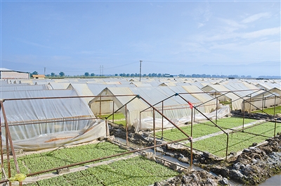 全州2016产季香料烟生产开局良好