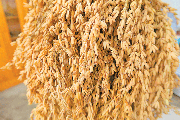 中国首次示范种植的“优质软