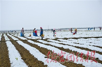 2016年烟叶生产火热进行