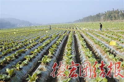 德宏烟叶生产形势大好