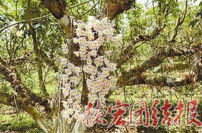 生物资源优势逐渐成产业优势