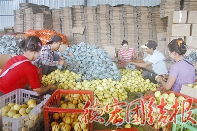 柠檬上市行情趋稳收购均价每公斤4.5元