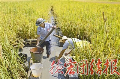 全州2016年稻田养鱼现场观摩会召开