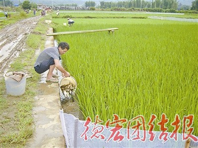 梁河：稻田养鱼促增收