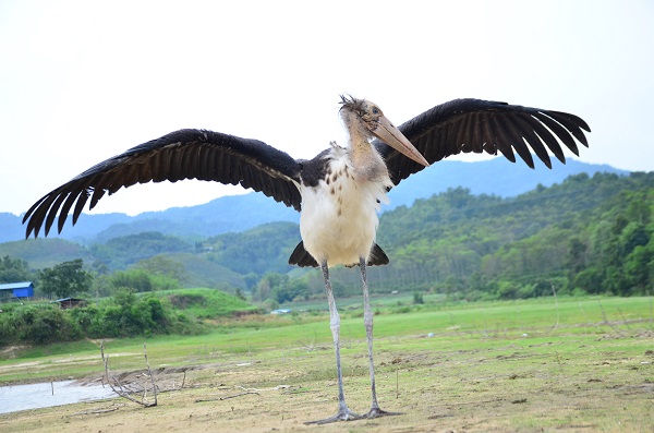 downLoad-20170612085013