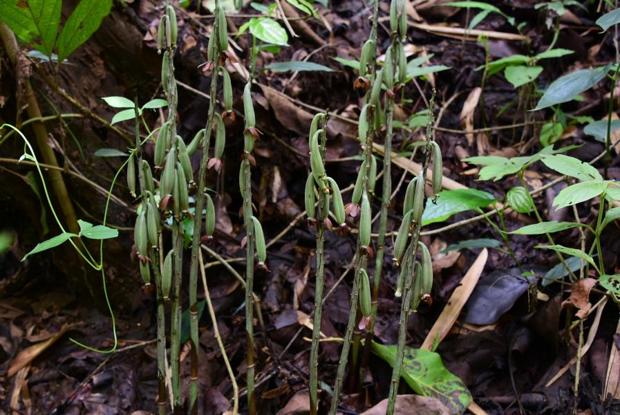 12.2-5 无叶美冠兰