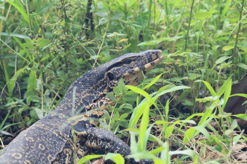 秘境铜壁关自然保护区圆鼻巨蜥