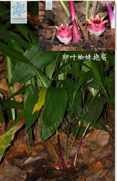 秘境铜壁关自然保护区盈江蜘蛛抱蛋