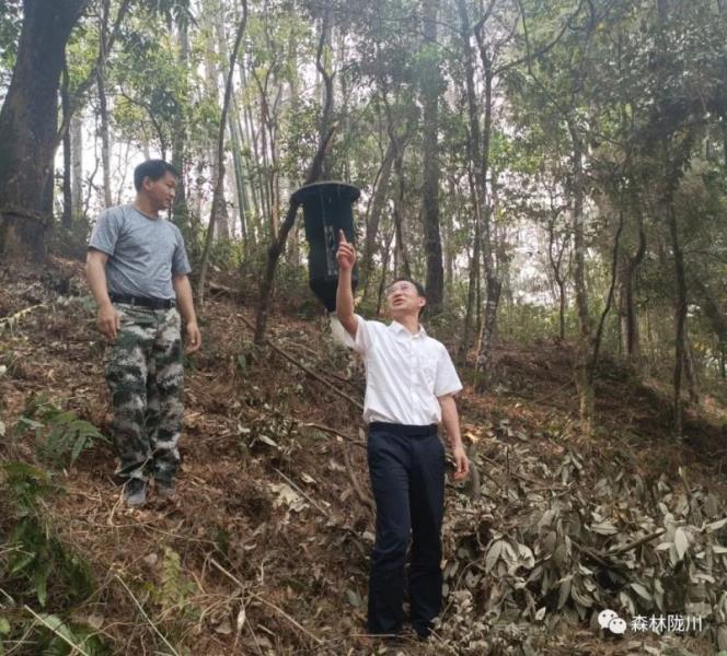 州级林长郑洪云到陇川县开展巡林调研工作