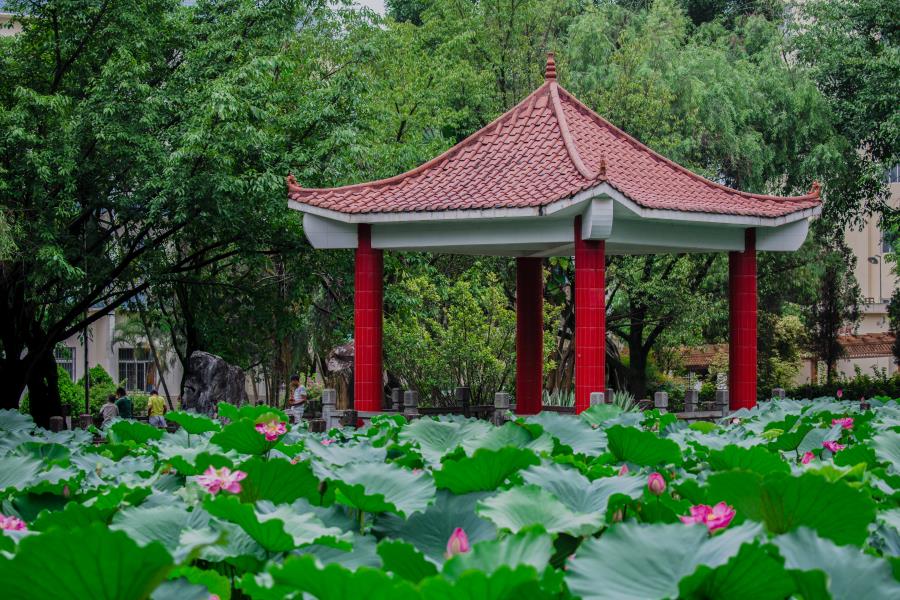 插图2 患者静养休闲的好去处--荷花池